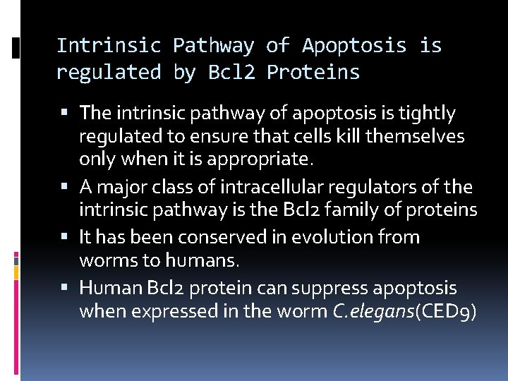 Intrinsic Pathway of Apoptosis is regulated by Bcl 2 Proteins The intrinsic pathway of