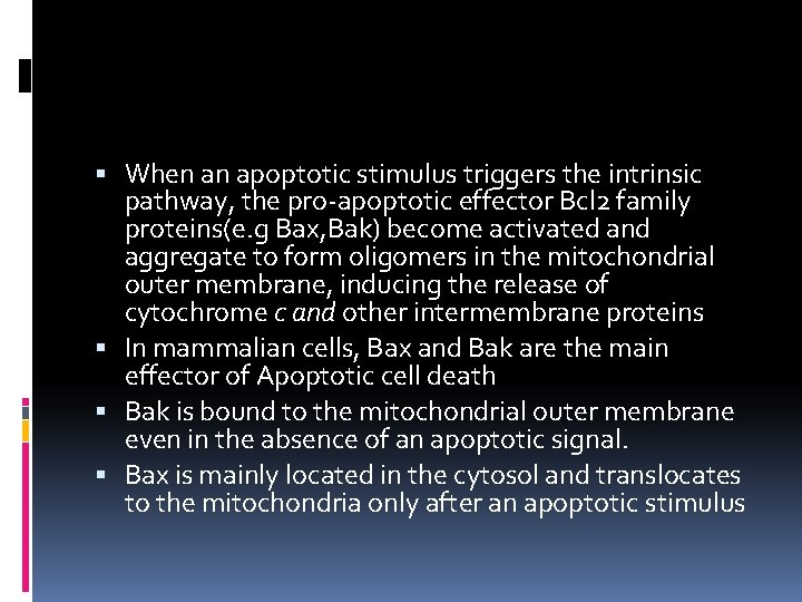  When an apoptotic stimulus triggers the intrinsic pathway, the pro-apoptotic effector Bcl 2