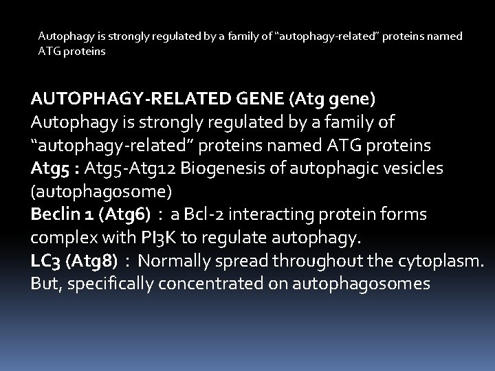 Autophagy is strongly regulated by a family of “autophagy-related” proteins named ATG proteins AUTOPHAGY-RELATED