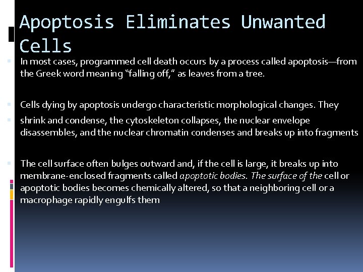Apoptosis Eliminates Unwanted Cells In most cases, programmed cell death occurs by a process
