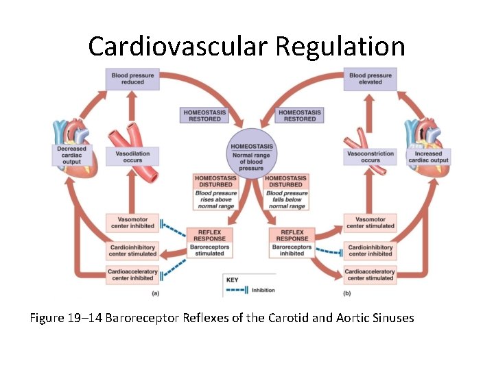 Cardiovascular Regulation Figure 19– 14 Baroreceptor Reflexes of the Carotid and Aortic Sinuses 