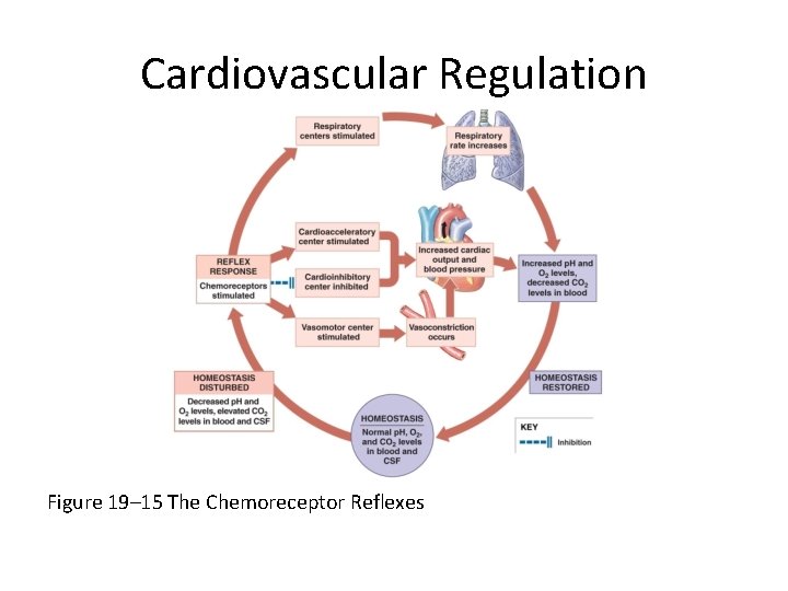 Cardiovascular Regulation Figure 19– 15 The Chemoreceptor Reflexes 