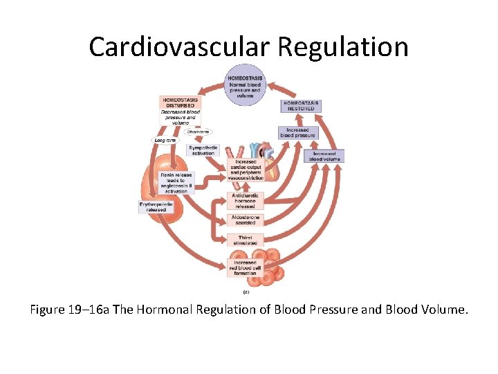 Cardiovascular Regulation Figure 19– 16 a The Hormonal Regulation of Blood Pressure and Blood