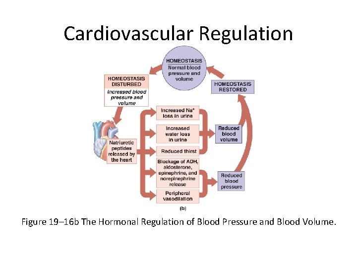 Cardiovascular Regulation Figure 19– 16 b The Hormonal Regulation of Blood Pressure and Blood