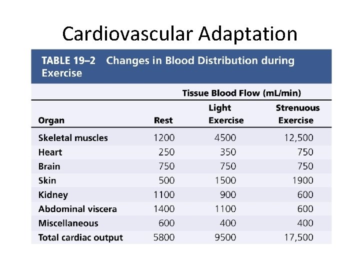Cardiovascular Adaptation 