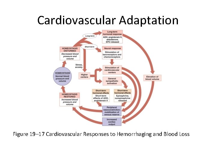 Cardiovascular Adaptation Figure 19– 17 Cardiovascular Responses to Hemorrhaging and Blood Loss 