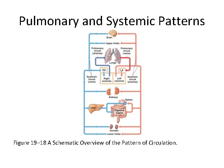 Pulmonary and Systemic Patterns Figure 19– 18 A Schematic Overview of the Pattern of