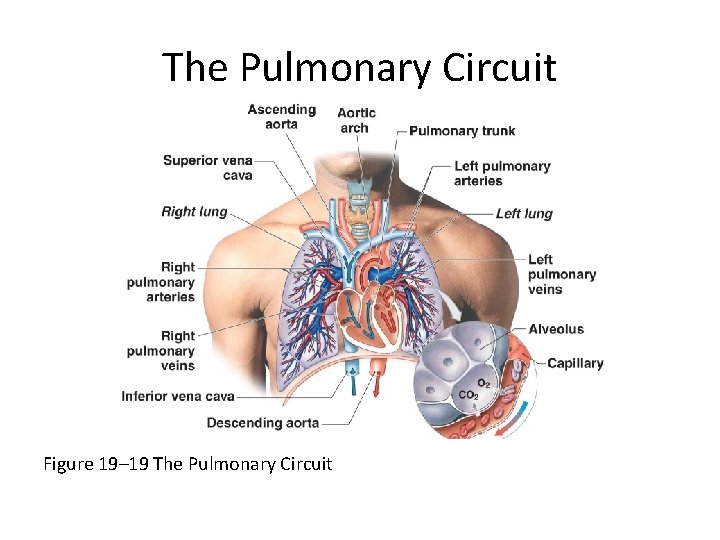 The Pulmonary Circuit Figure 19– 19 The Pulmonary Circuit 