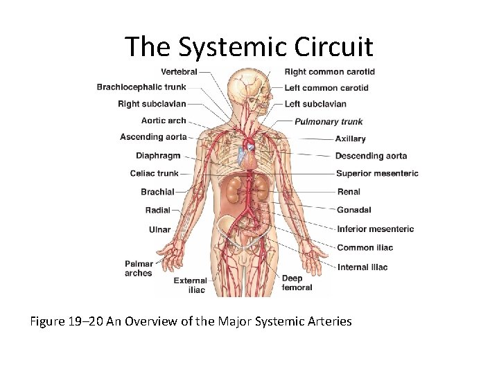 The Systemic Circuit Figure 19– 20 An Overview of the Major Systemic Arteries 