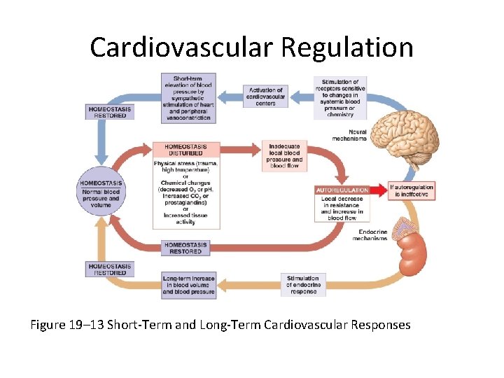 Cardiovascular Regulation Figure 19– 13 Short-Term and Long-Term Cardiovascular Responses 