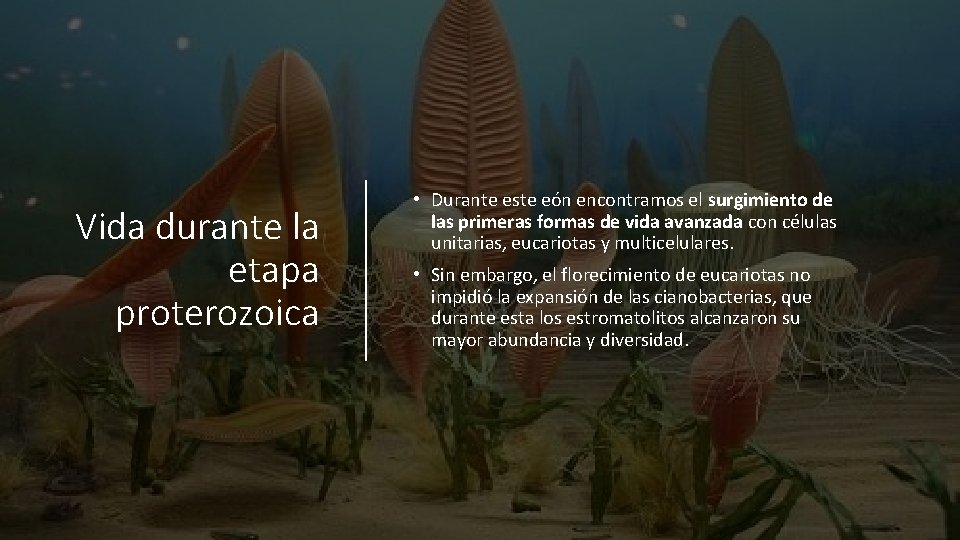 Vida durante la etapa proterozoica • Durante este eón encontramos el surgimiento de las