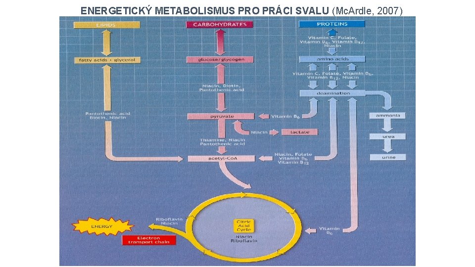 ENERGETICKÝ METABOLISMUS PRO PRÁCI SVALU (Mc. Ardle, 2007) 