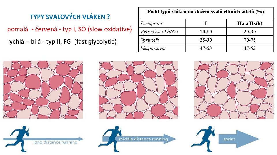 TYPY SVALOVÝCH VLÁKEN ? pomalá - červená - typ I, SO (slow oxidative) rychlá