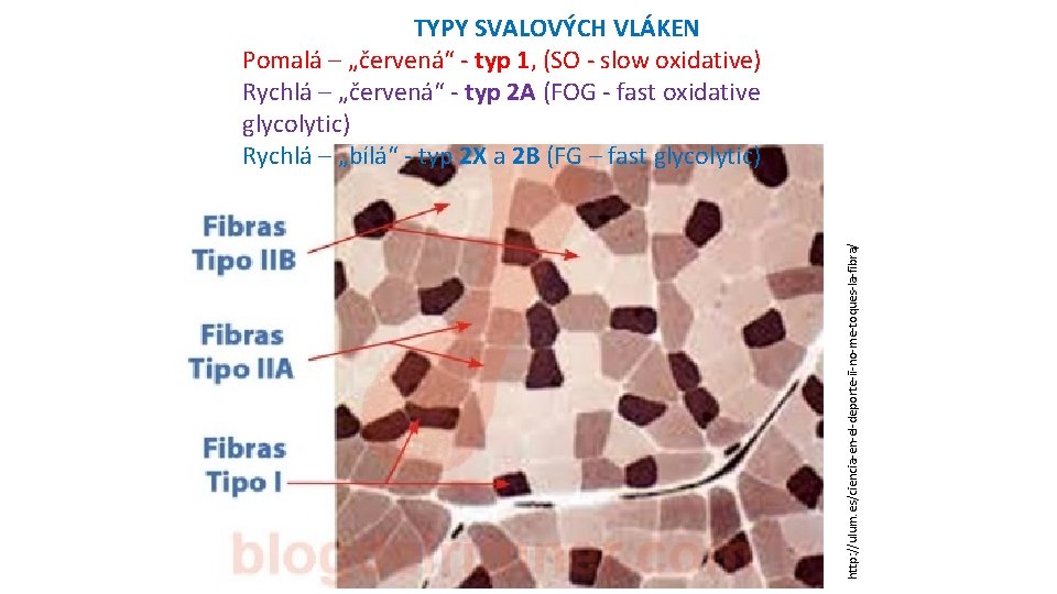 http: //ulum. es/ciencia-en-el-deporte-ii-no-me-toques-la-fibra/ TYPY SVALOVÝCH VLÁKEN Pomalá – „červená“ - typ 1, (SO -