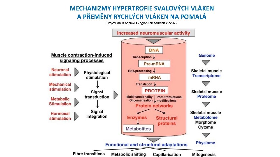 MECHANIZMY HYPERTROFIE SVALOVÝCH VLÁKEN A PŘEMĚNY RYCHLÝCH VLÁKEN NA POMALÁ http: //www. oapublishinglondon. com/article/565