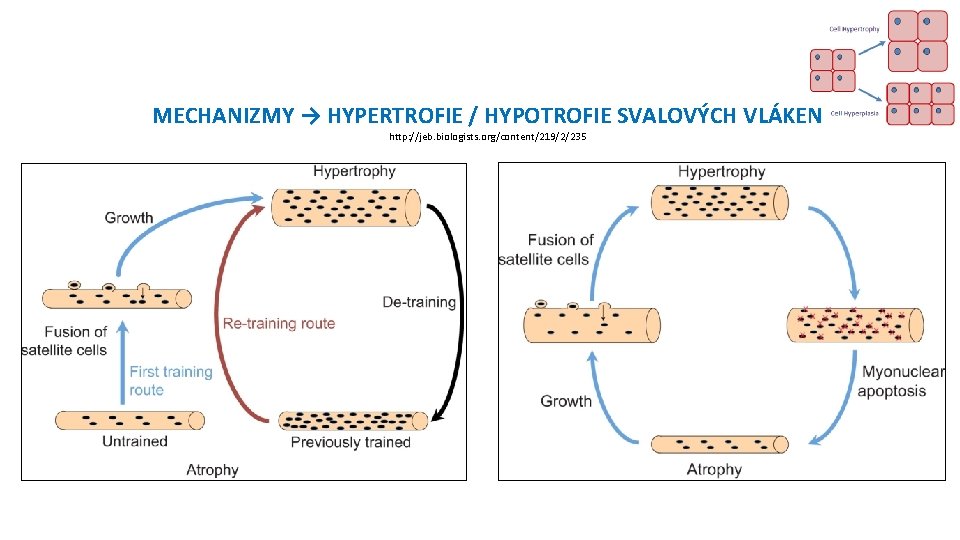 MECHANIZMY → HYPERTROFIE / HYPOTROFIE SVALOVÝCH VLÁKEN http: //jeb. biologists. org/content/219/2/235 