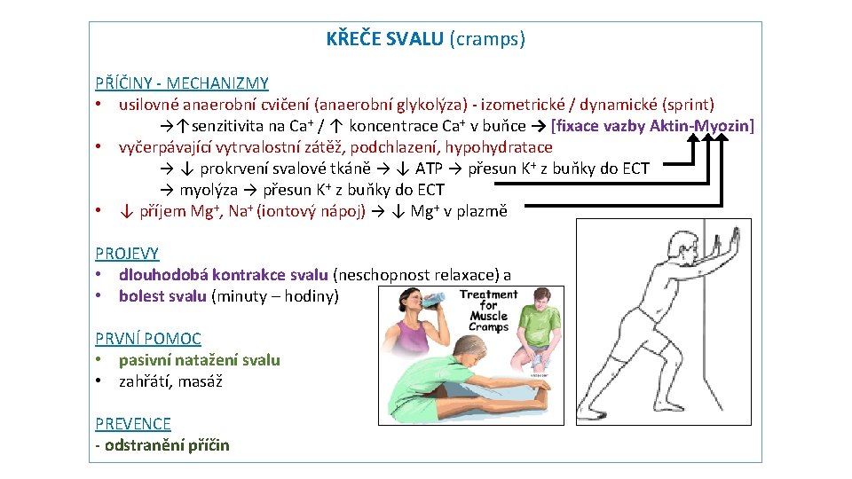 KŘEČE SVALU (cramps) PŘÍČINY - MECHANIZMY • usilovné anaerobní cvičení (anaerobní glykolýza) - izometrické