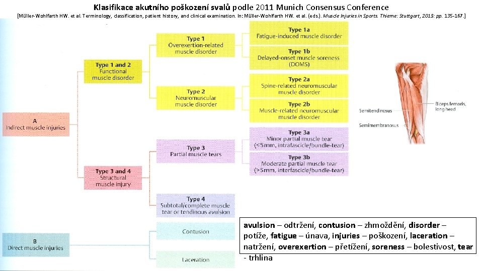 Klasifikace akutního poškození svalů podle 2011 Munich Consensus Conference [Müller-Wohlfarth HW. et al. Terminology,