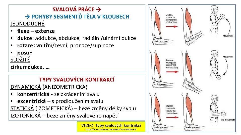 SVALOVÁ PRÁCE → → POHYBY SEGMENTŮ TĚLA V KLOUBECH JEDNODUCHÉ • flexe – extenze