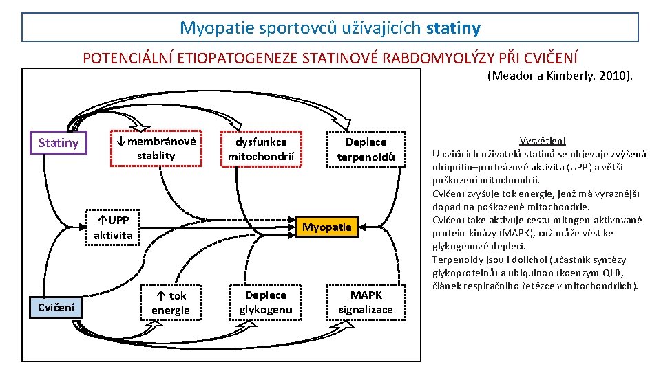 Myopatie sportovců užívajících statiny POTENCIÁLNÍ ETIOPATOGENEZE STATINOVÉ RABDOMYOLÝZY PŘI CVIČENÍ (Meador a Kimberly, 2010).