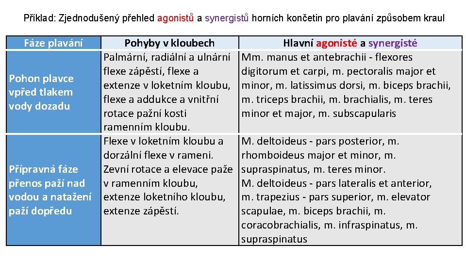 Příklad: Zjednodušený přehled agonistů a synergistů horních končetin pro plavání způsobem kraul Fáze plavání