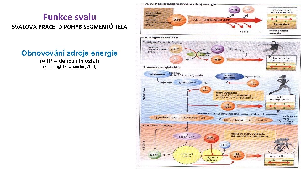 Funkce svalu SVALOVÁ PRÁCE → POHYB SEGMENTŮ TĚLA Obnovování zdroje energie (ATP – denosintrifosfát)