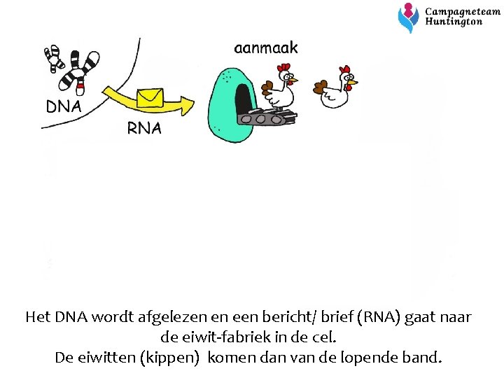 Het DNA wordt afgelezen en een bericht/ brief (RNA) gaat naar de eiwit-fabriek in