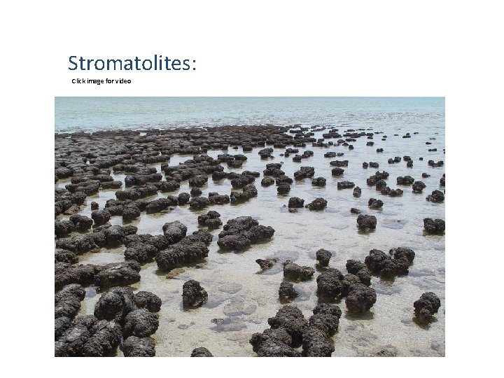 Stromatolites: Click image for video 