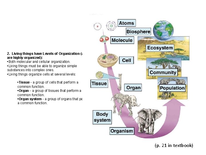 2. Living things have Levels of Organization (and are highly organized): • Both molecular