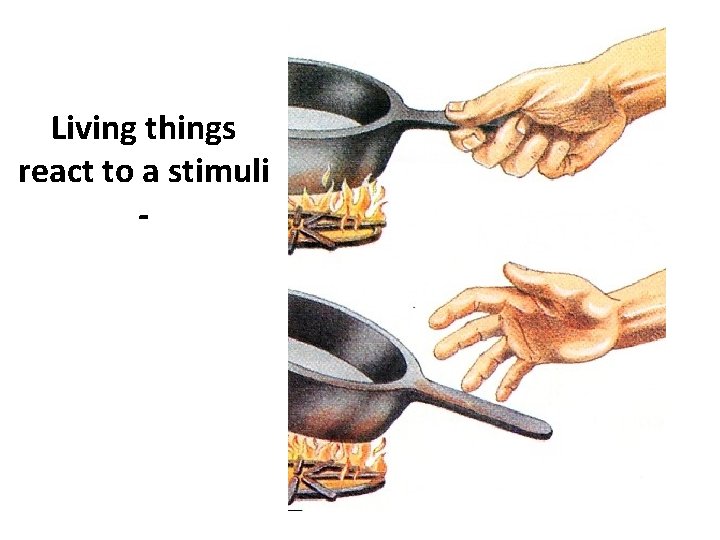 Living things react to a stimuli - 