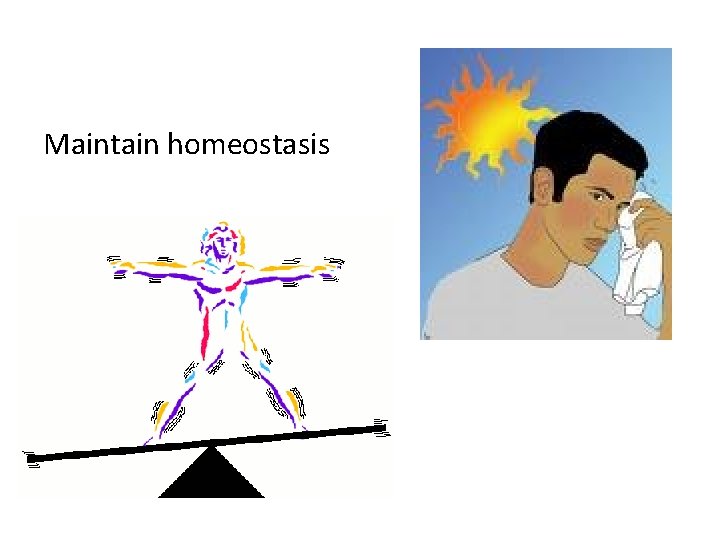 Maintain homeostasis 