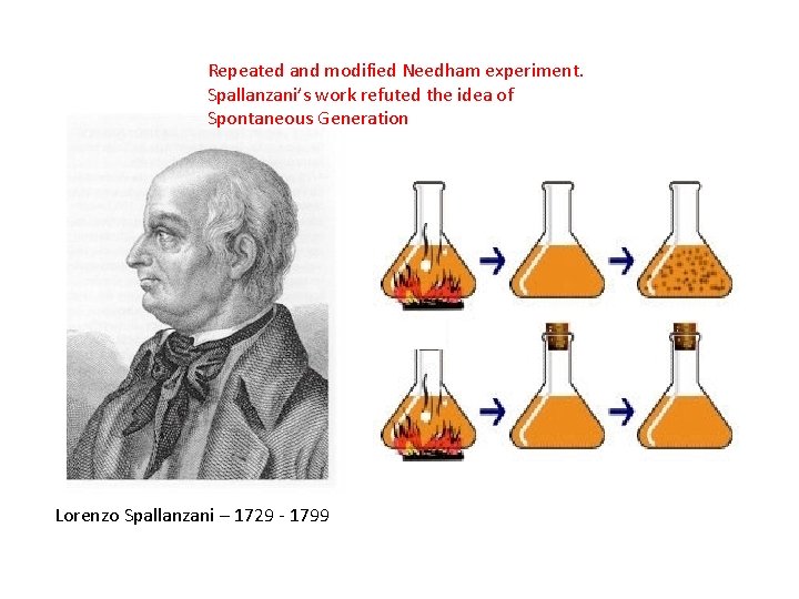 Repeated and modified Needham experiment. Spallanzani’s work refuted the idea of Spontaneous Generation Lorenzo