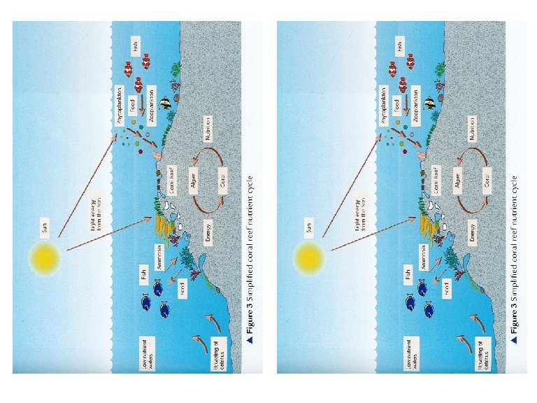 What processes are at work in coral reefs