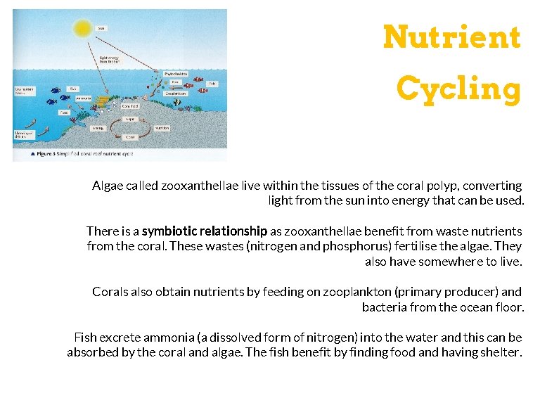 Picture of What processes are at work in coral reefs