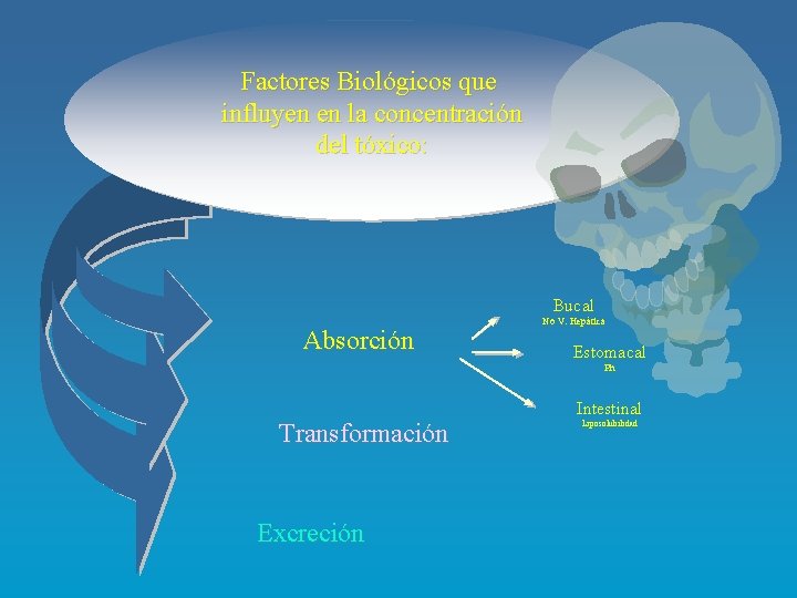 Factores Biológicos que influyen en la concentración del tóxico: Bucal Absorción No V. Hepática