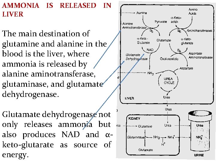 AMMONIA IS RELEASED IN LIVER The main destination of glutamine and alanine in the