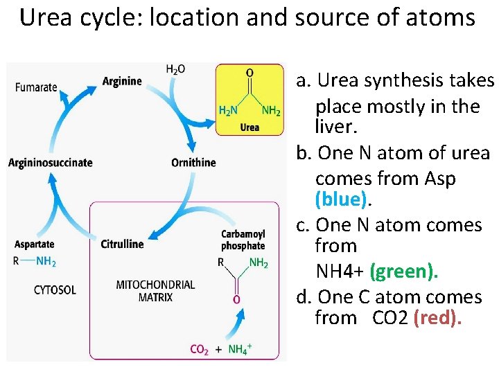 Urea cycle: location and source of atoms a. Urea synthesis takes place mostly in