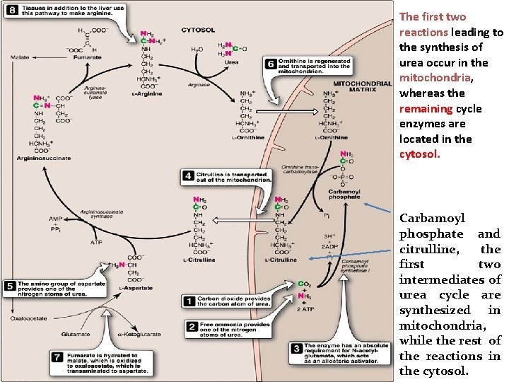 The first two reactions leading to the synthesis of urea occur in the mitochondria,