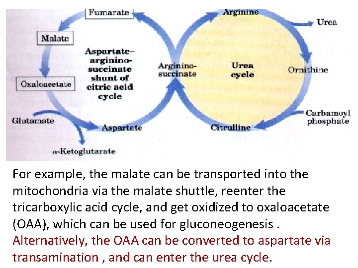 For example, the malate can be transported into the mitochondria via the malate shuttle,