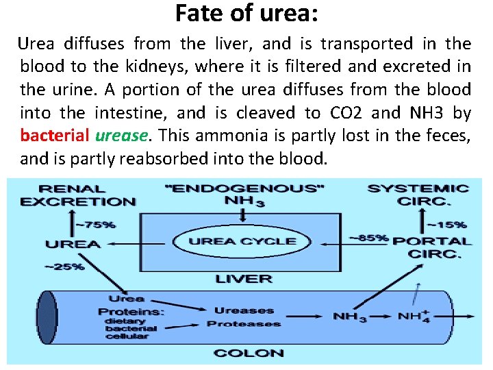 Fate of urea: Urea diffuses from the liver, and is transported in the blood