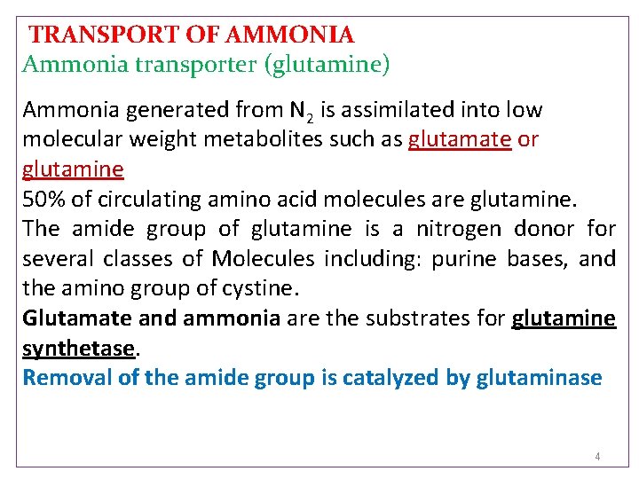 TRANSPORT OF AMMONIA Ammonia transporter (glutamine) Ammonia generated from N 2 is assimilated into