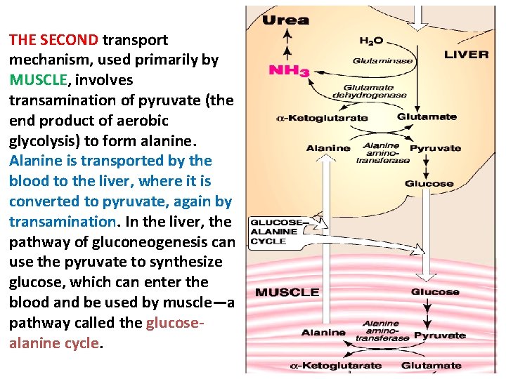 THE SECOND transport mechanism, used primarily by MUSCLE, involves transamination of pyruvate (the end