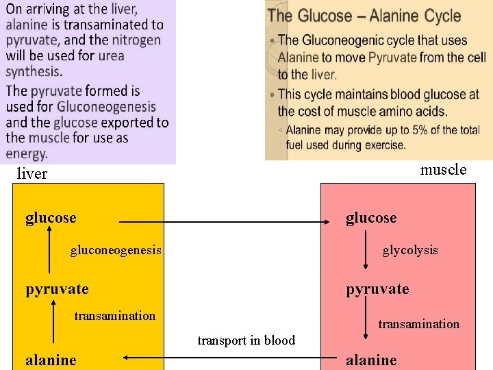 muscle liver glucose gluconeogenesis glycolysis pyruvate transamination transport in blood alanine 9 