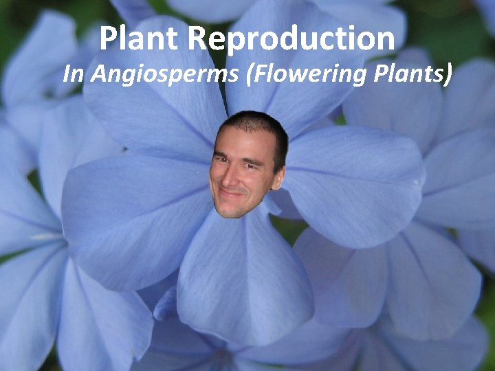Plant Reproduction In Angiosperms (Flowering Plants) 