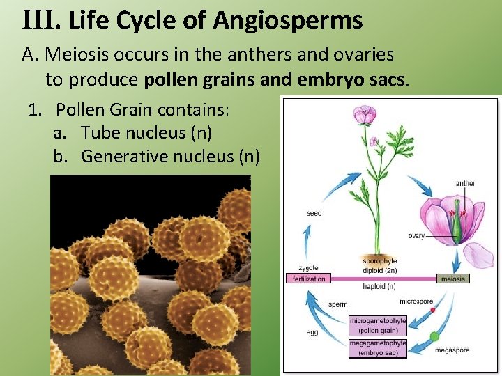 III. Life Cycle of Angiosperms A. Meiosis occurs in the anthers and ovaries to