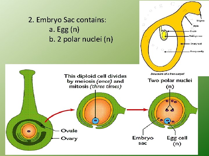 2. Embryo Sac contains: a. Egg (n) b. 2 polar nuclei (n) 