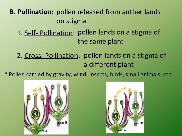 B. Pollination: pollen released from anther lands on stigma 1. Self- Pollination: pollen lands