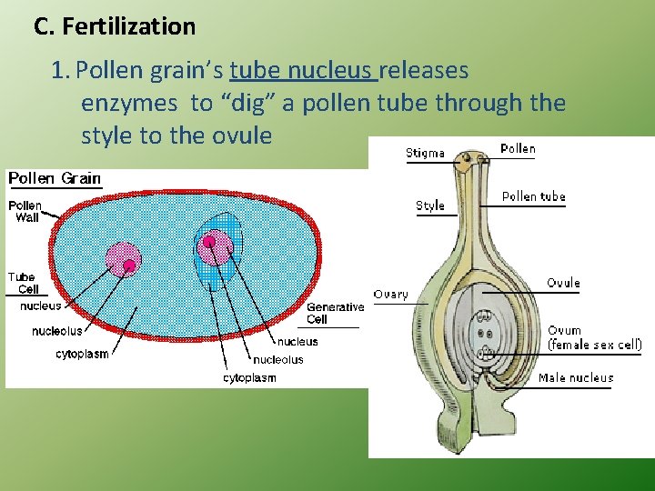 C. Fertilization 1. Pollen grain’s tube nucleus releases enzymes to “dig” a pollen tube