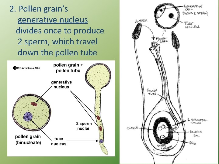 2. Pollen grain’s generative nucleus divides once to produce 2 sperm, which travel down