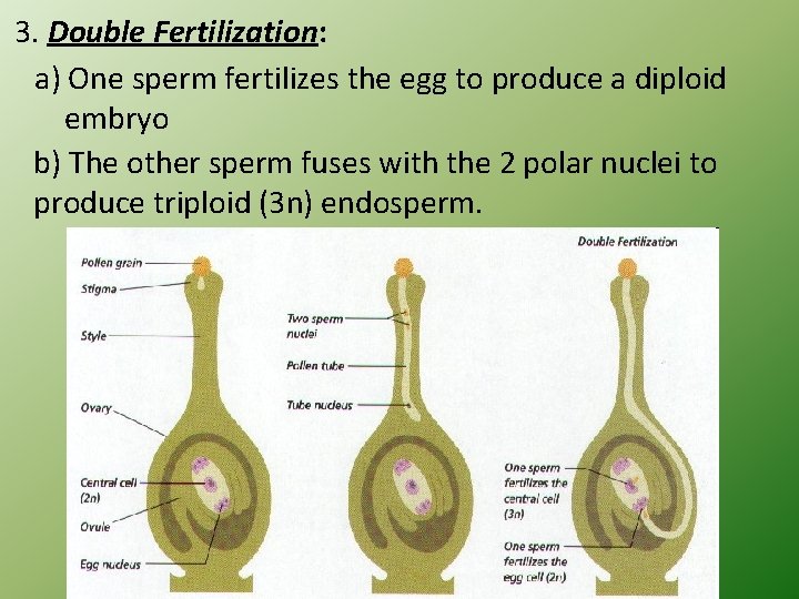 3. Double Fertilization: a) One sperm fertilizes the egg to produce a diploid embryo